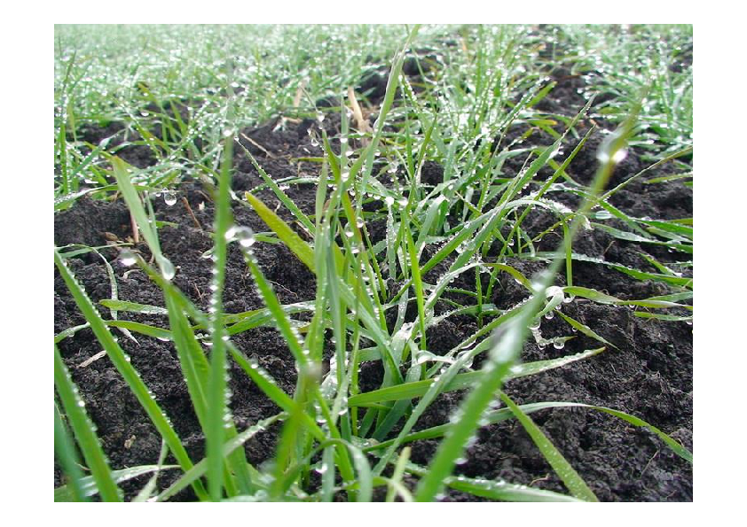 cumpar terenuri agricole