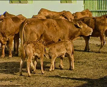 Cumparam Ferme Zootehnice