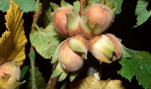 cumpar teren pentru infiintare plantatie aluni