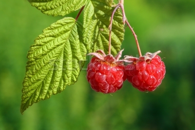 cumpar teren pentru plantatie de zmeura