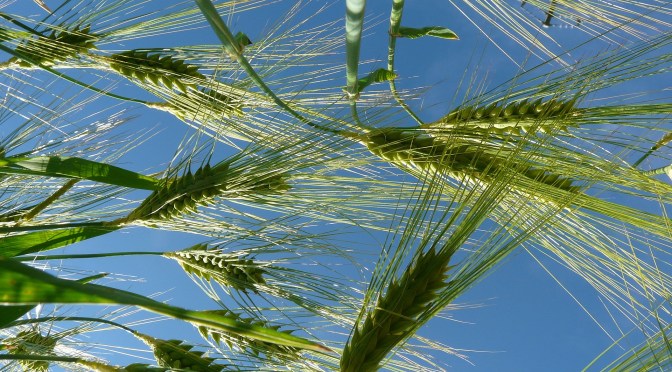 Cumpar Ferma Agricola – Proiect Culturi Ecologice – Studiu de Fezabilitate