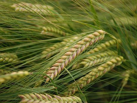 Cumpar Ferma Agricola