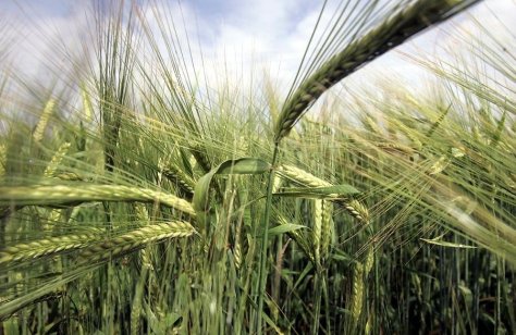 Cumparam Ferme Agricole