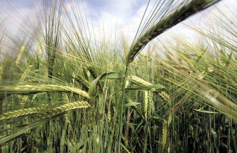 Cumparam Ferme Agricole