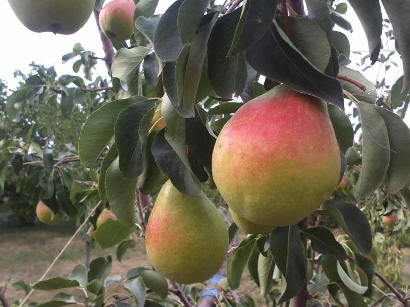 cumpar teren pentru pomicultura