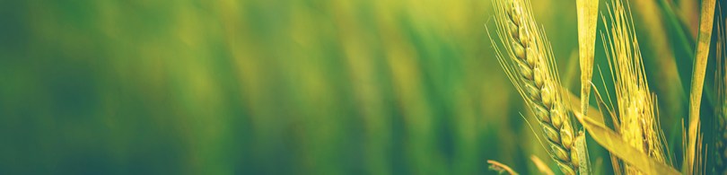 cumpar pamant,cumpar teren agricol,cumpar ferma, cumparam ferme agricole