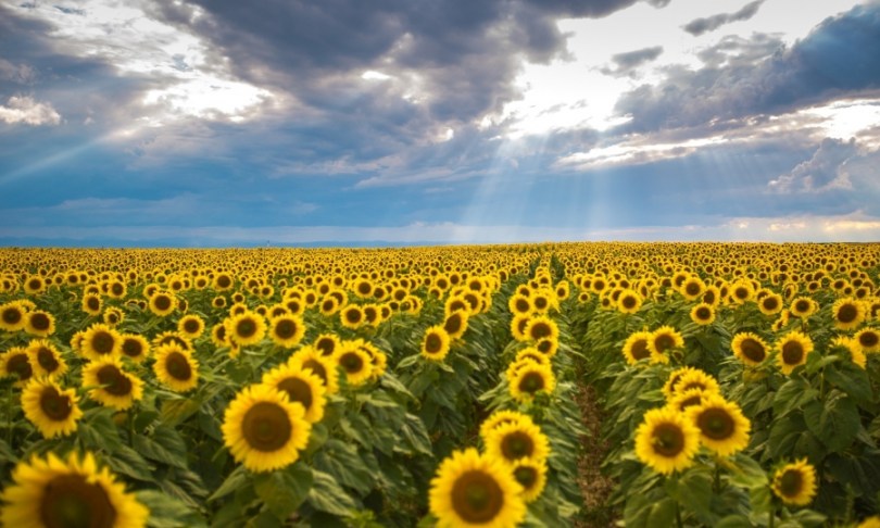 Cumpar Teren Agricol | Cumparari Terenuri | Cumpar Terenuri Agricole | Cumparari Terenuri Agricole