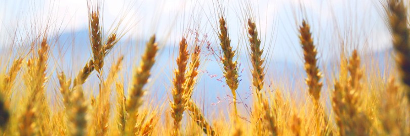 cumpar ferma Calarasi,cumpar teren agricol Calarasi