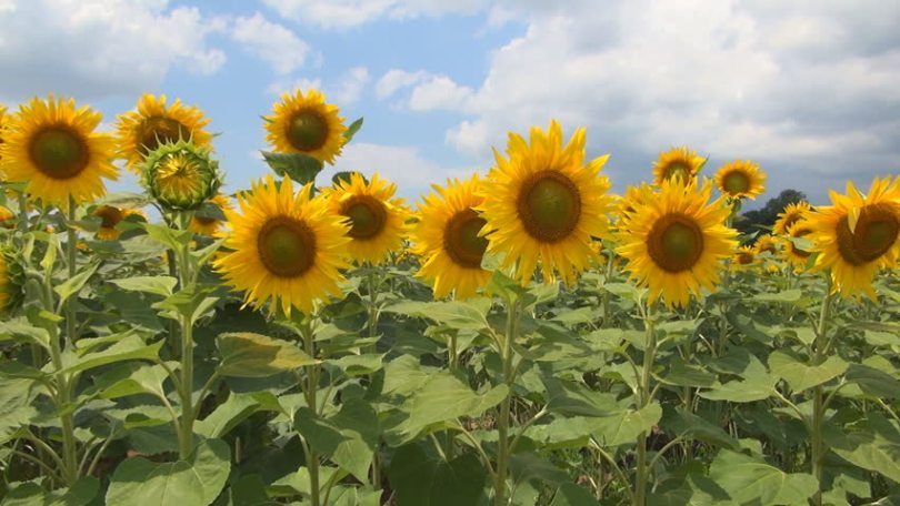 cumpar ferma,cumpar ferma agricola,cumparam ferme agricole,cumpar ferme agricole