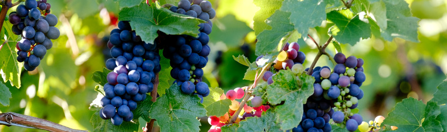 cumparam combinat vini-viticol