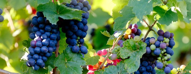 Cumpar Ferma Viticola – Cumpar Crama – Cumpar Domeniu Viticol