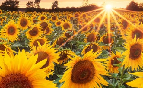 cumpar teren agricol judetul Braila