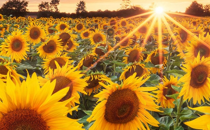 cumparam ferme agricole