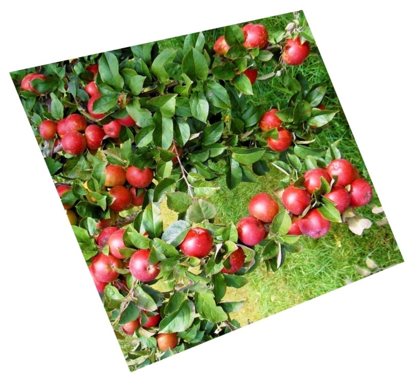 cumpar teren pentru ferma