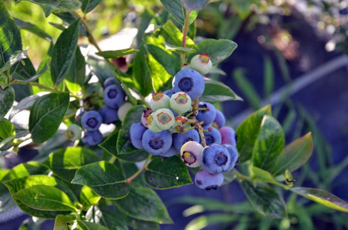 cumpar terenuri pentru livada