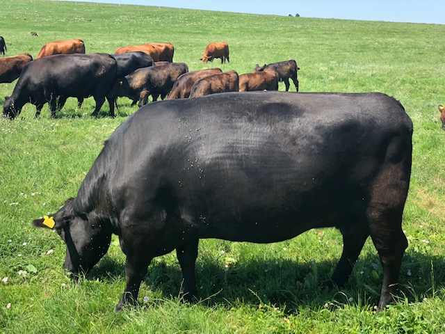 cumpar ferme agrozootehnice