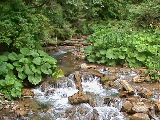 cumpar domeniu forestier