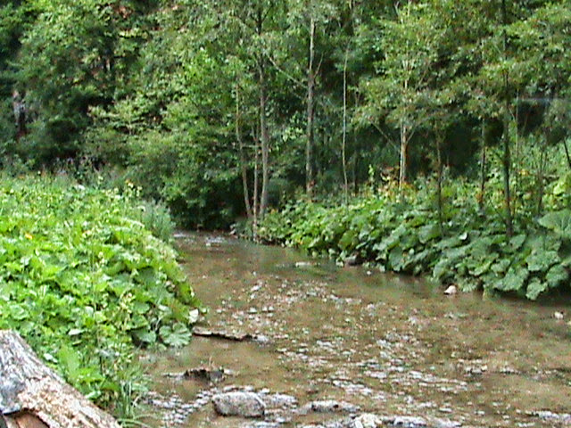 cumpar domeniu forestier