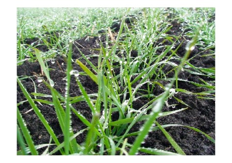 cumpar teren agricol