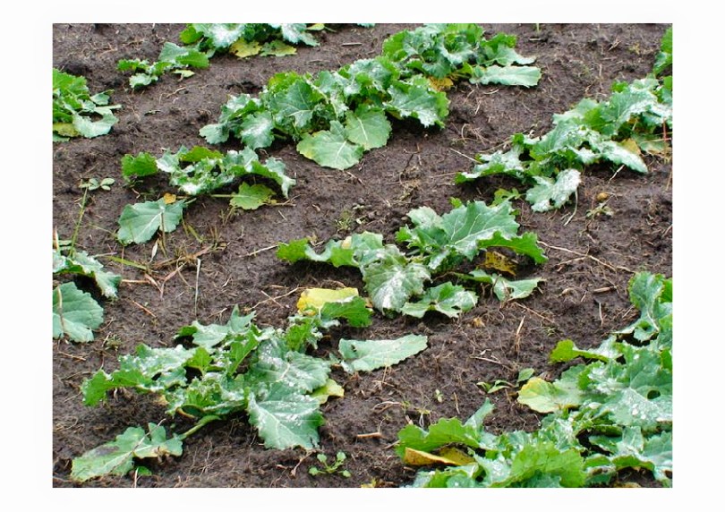 Cumpar Ferma Agricola